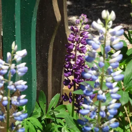 בקתה Le Pic-vert