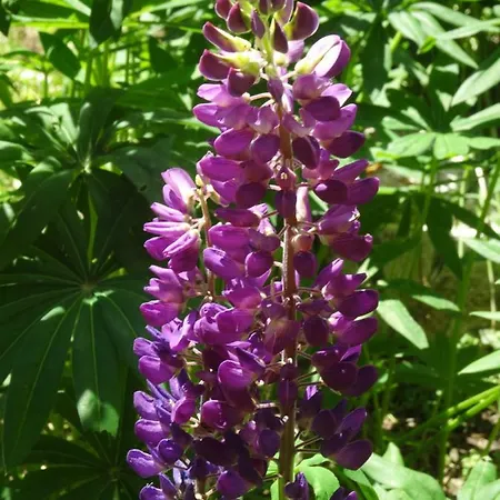 בקתה Le Pic-vert *